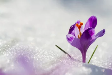 Photo sur Plexiglas Crocus Vue du crocus de fleurs de printemps en fleurs magiques poussant à partir de la neige dans la faune. Lumière du soleil étonnante sur le crocus de fleur de ressort