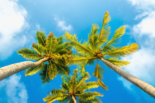 Exotic tall palm trees seen from below on a background of blue sky