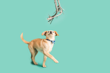 Adorable golden puppy