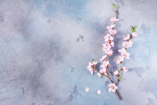 Fototapeta pink cherry blossom