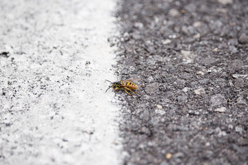 Wasp on the Ground