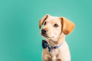 Tuinposter Adorable golden puppy © MeganBetteridge