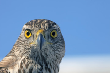 the predatory look of a hawk