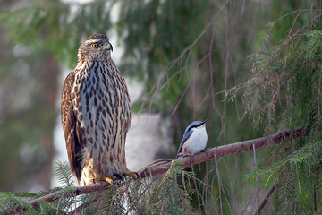 a young hawk in the forest sits on a tree branch next to a little titmouse