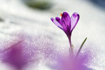 Vue du crocus de fleurs de printemps en fleurs magiques poussant à partir de la neige dans la faune. Lumière du soleil étonnante sur le crocus de fleur de ressort