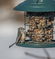Tufted Titmouse
