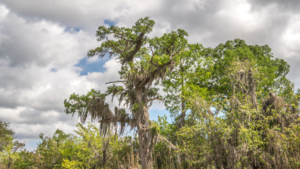 A bald cypress tree in a bayou with spanish moss on it's limbs.