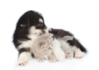 Obraz premium Husky puppy hugging scottish kitten and looking away. isolated on white background