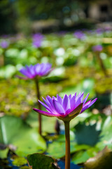 Purple Lotus in the lotus pond