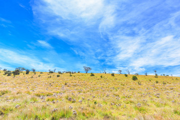 Fototapeta na wymiar Beautiful landscape meadow from World's End within the Horton Plains National Park in Sri Lanka.