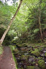 Akame 48 Waterfalls: Mystic scenery with giant trees & huge moss covered rock formations, untouched nature, lush green vegetation, cascading waterfalls & natural pools in rural Japan near Osaka