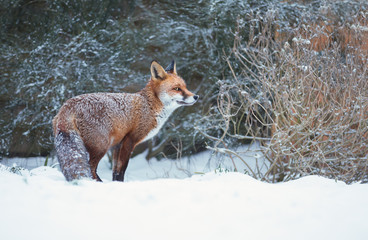 Close-up of a Red fox standing in snow