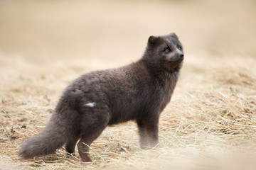 Close up of an Arctic fox standing in dry grass