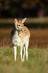 Close-up of a Fallow deer fawn foraging in the field