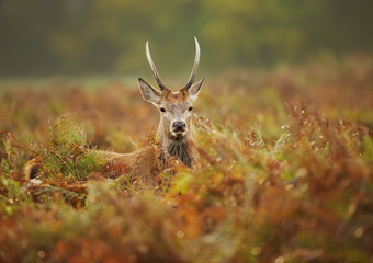 Close up of a young red deer stag in the field of fern