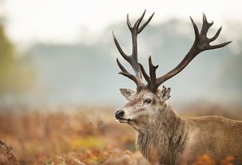 Close-up of an injured Red deer during the rut