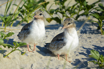 Two newborn baby terns looking off camera on the beach