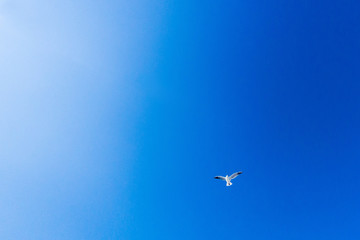 A seagull, soaring in the blue sky