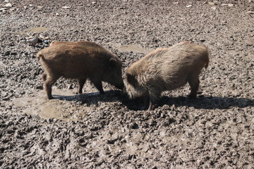 Wildschweine im Wald