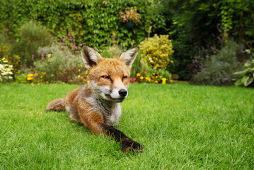 Red fox lying in the garden with flowers