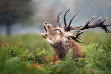 Close-up of a Red deer roaring