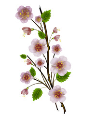 spring branch of apple with delicate pink flowers and leaves