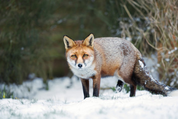 Close-up of a Red fox standing in snow during winter