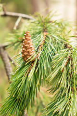 fresh green pine branch with water drops with young brown cones backdrop background