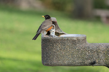 American Robin Perched on Drinking Fountain - 199010743