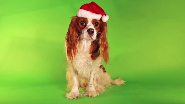 Christmas santa claus hat dog, Trained pet puppy dog on green screen chroma green or chromagreen studio background. Mini video footage. Pet video.