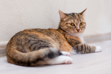 Three-colored striped cat with a proud look lies on the light floor near the wall