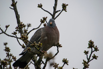 Dove, pigeon lone, standing on the tree branches 