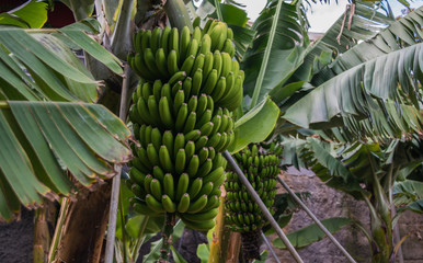 Banana Plant in Canary Islands
