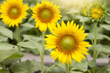 Yellow sunflower bloom in the garden.