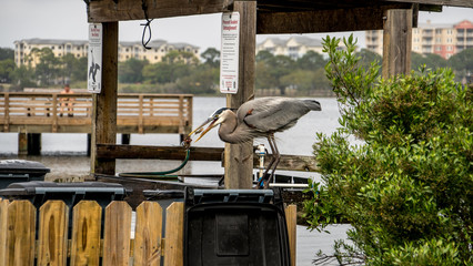 Blue heron raiding the trash for discarded shrimp or bait.