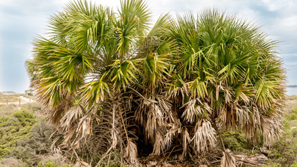 Sabal Palm or Cabbage Palm is native to Florida and often grows near the coast