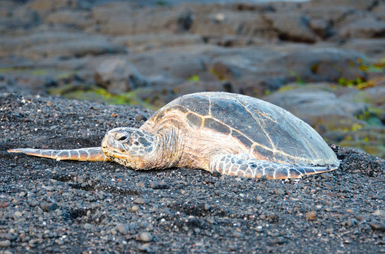 Green Sea Turtle Resting On A Black Sand Beach In Hawaii. Big Island, USA.