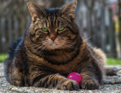 Plump tabby cat with rabbit teeth holding a pink Easter egg between her paws
