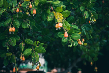 Cashew trees (Anacardium occidentale) grow in the garden in evening. Fruits, nuts and leaves of the...