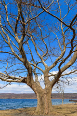 tree