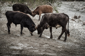 Four bulls are playfully fighting near a fast rocky river.
