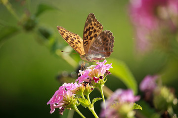 Melitaea didyma on Lantana Flower