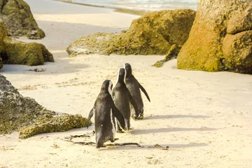 Papier Peint photo autocollant Pingouin Close-up of three penguins walking on the white sand of Boulder Beach Nature and Reserve. The popular colony of African penguins is located near Simon's Town and Cape Town in South Africa.