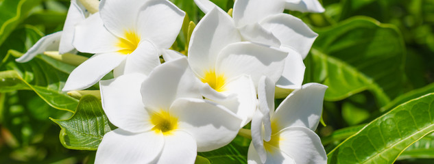Obraz na płótnie Canvas White Frangipani flower.