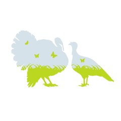 индюк и индюшка