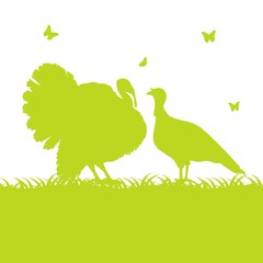 индюк и индюшка