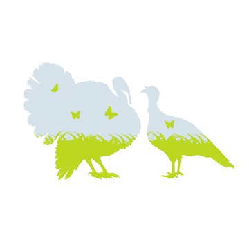 recommend clip art: индюк и индюшка