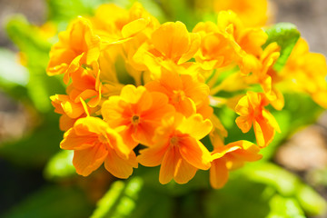 Yellow summer flowers 