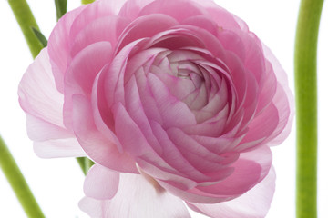 Pink lotus flower, romantic in color, warm feeling of love