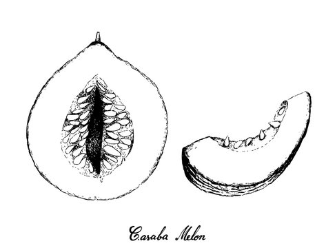 Hand Drawn of Casaba Melon on White Background